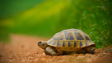 Red Soil And Green Grass; Baby Turtle