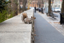 Squirrels In NYC. North American Eastern Gray Squirrel Seeking Out For Food On The Street. Sciurus Carolinensis