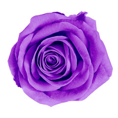 Poster - flower purple rose isolated on white background  with clipping path. Close-up. Nature.