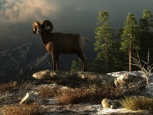 A Male Rocky Mountain Bighorn Sheep Stands On A Boulder In The Wilds Of The American West.  This Ram Looks Out Over The Snowy Landscape With Fir Trees And Mountains In The Background. 3D Rendering