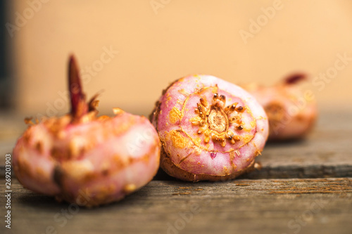 Fotografía Three gladiolus bulbs close-up and copy space. Planting gladioli.