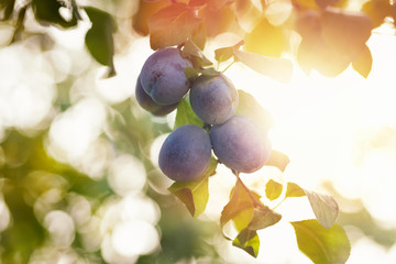 Wall Mural - Plums on the branch in the garden