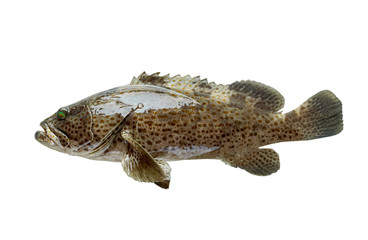 grouper fish