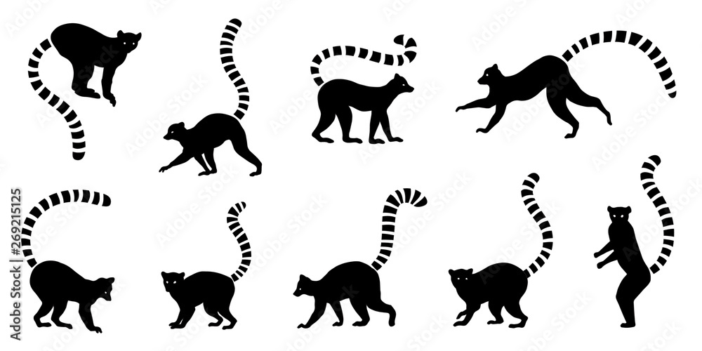 lemur silhouette - obrazy, fototapety, plakaty 