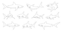 Shark Line
