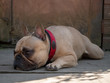 © Vantage - French bulldog resting in shade in garden during summer