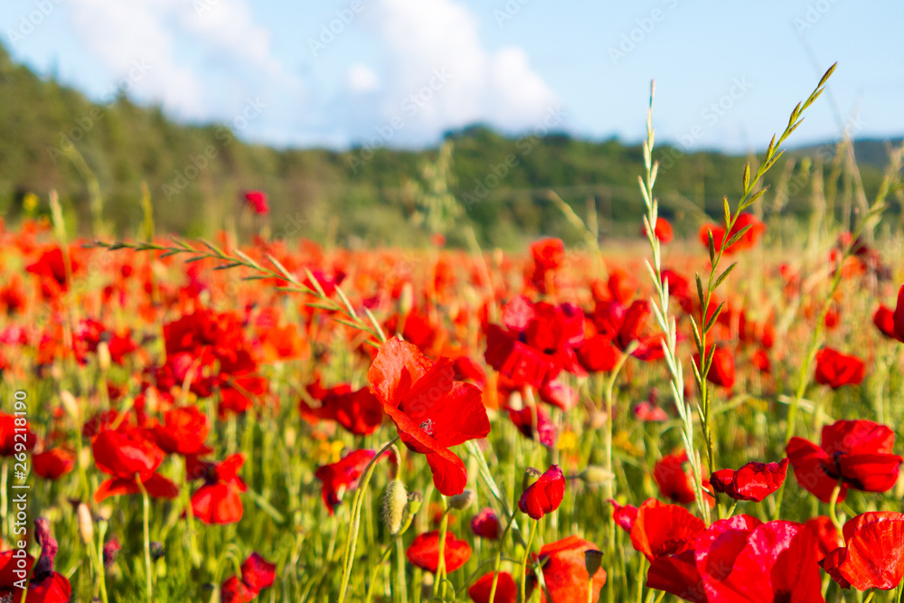 Poppy flowers in the tuscan countryside in Italy - obrazy, fototapety, plakaty 
