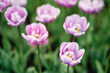 Fototapeta Tulipany - close-up beautiful spring flowers growing on the lawn near the forest