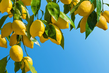 Fresh Yellow Ripe Lemons With Green Leaves