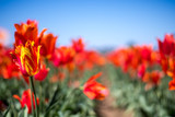 Fototapeta Na drzwi - Low-Viewpoint Orange and Red Tulips Farm Grown