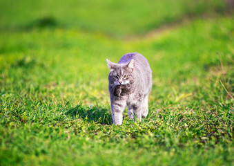 Wall Mural - nimble striped cat walks on the green grass in the garden in the village with a gray rat caught in his teeth