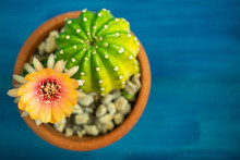 Top View Of Yellow, Orange And Red Color Of Lobivia Cactus Flower In A Pot With A Green Yellow Cactus On A Blue Wooden Table