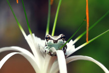 Beautiful Amazon Milk Frog On Green Leaves, Panda Bear Tree Frog, Trachycephalus Resinifictrix
