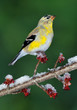 Goldfinch on icy spring branch