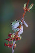 Grey tree frog on budding branch