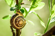 snail on a twig