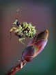 Spiny flower mantis on bud