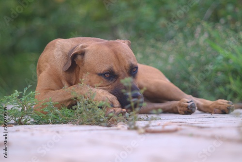boerboel german shepherd cross breed