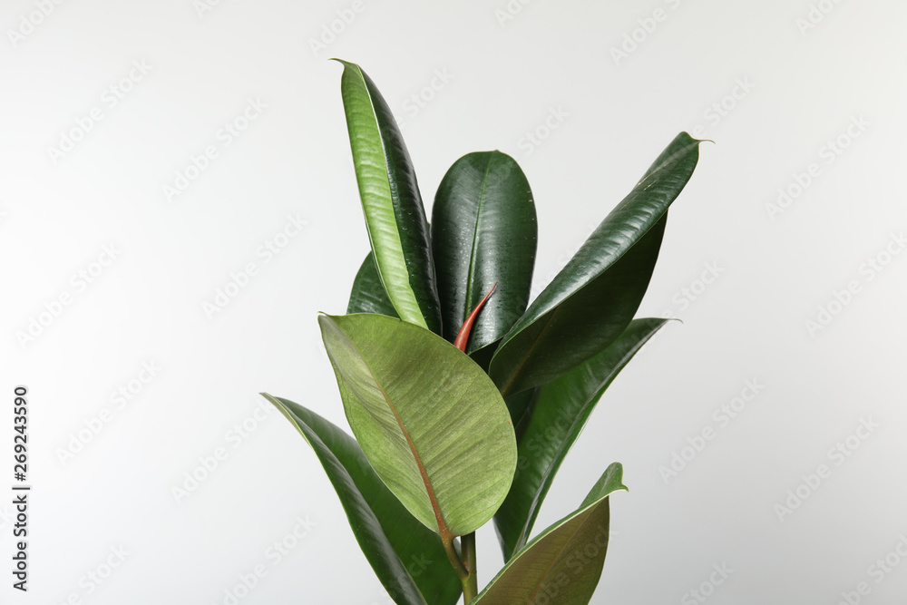 Beautiful rubber plant on white background. Home decor - obrazy, fototapety, plakaty 