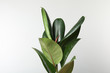 Leinwandbild Motiv Beautiful rubber plant on white background. Home decor