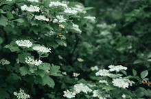 Summer Background. Flowering Bush Viburnum With Dark Green Leaves. Selective Focus, Blurred Background, Copy Space. Summer Image In Dark Colors. Vintage, Retro Style.
