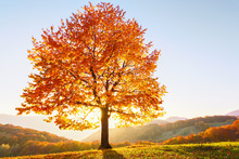 Autumn Rural Scenery With Mountains, Forests And Fields. There Is A Lonely Lush Tree On The Lawn Covered With Orange Leaves Through Which The Sun Rays Are Shining.