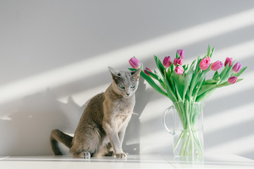 Wall Mural - Soft focus portrait of playful and active purebreed russian blue cat posing on table with booquet of tulips in glass vase. Beautiful domestic kitten leisure time. Funny kitty with flowers behind wall.