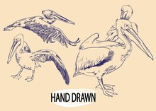 Pelicans Sea Birds. Drawing By Hand In Vintage Style Drawing By Pen.