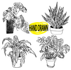 Wall Mural - Houseplants. A set of images. Flowers in pots. Monstera, sansevieria, aloe. Drawing by hand, drawing pen.