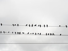 Wire Birds Sky
