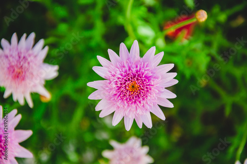 Flor Da Margarida Rosa No Jardim Buy This Stock Photo And Explore Similar Images At Adobe Stock Adobe Stock