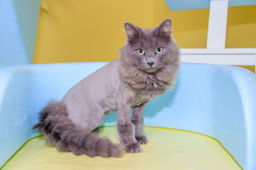 Wall Mural - Gray cat sits on a colored chair. A pet. The cat is sitting. Beautiful gray cat.