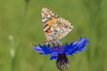 Sticker - Silver-washed Fritillaru butterfly sitting on blue cornflower in green grass