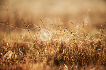 Cobweb with dew hanging on the grass on winter morning.