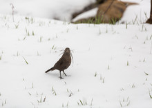 A Female Brewers Blackbird Gathers Grass In A Snowy Field For A Nest.