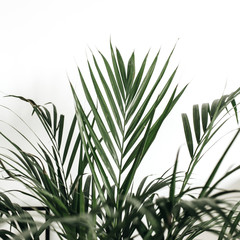 Closeup of palm leaves on white background.