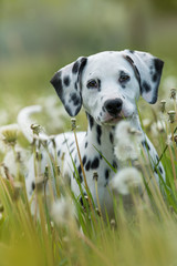 Wall Mural - Dalmatian puppy in a dandelion meadow