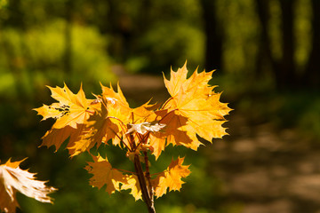 Wall Mural - Plants and trees in the forest. Yellow maple leaves on a branch. Spring. Day