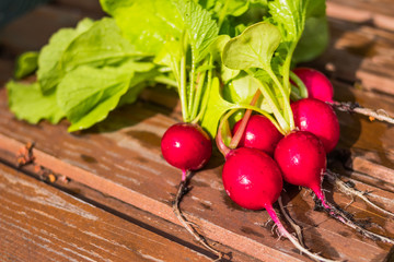 freshly harvested radishes on rustic table.Seasonal Cooking, food styling. European red radishes Raphanus sativus . raw foods concept.Agriculture gardening food concept.Fresh organic harvest radish.