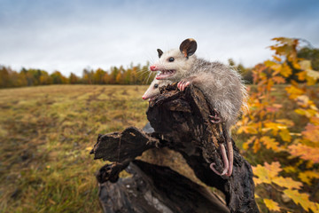 Opossum Joeys (Didelphimorphia) Open Mouth at End of Log Autumn