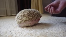 The Pet Owner's Female Hand Offers A Home Hedgehog A Piece Of Cat Food At Home