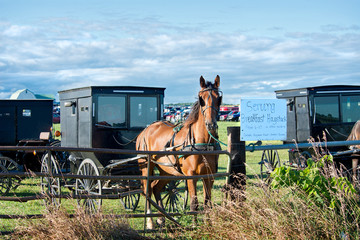 Wall Mural - Horse and Buggy at Event with Sign for Haystack Breakfast