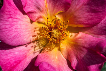 Poster - Beaulieu sur Dordogne (Corrèze - France) - Rose églantier