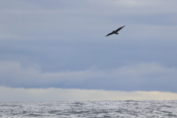 Canvas Print - brown skua