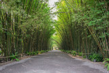 Fototapeta Sypialnia - Walking through a bamboo forest in Thailand.At Wat Chulapornwanaram ,Nakhon Nayok Province Thailand.