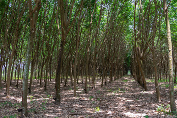 Sticker - Row of Para rubber tree(Hevea brasiliensis) row agricultural.Green leaves in nature background.