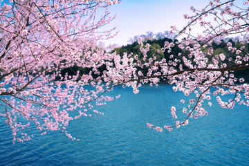 Cherry blossoms blooming in the blue lake in the Summer Palace