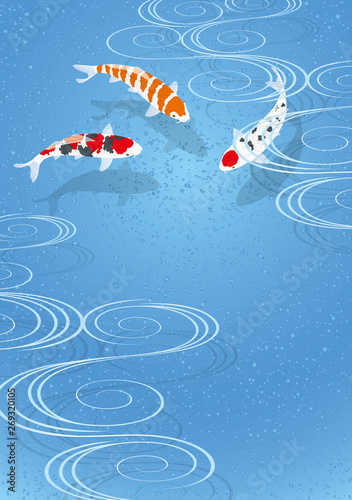 泳ぐ錦鯉