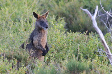 Wall Mural - black wallaby