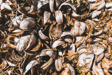 coconut factory conceptual photo background